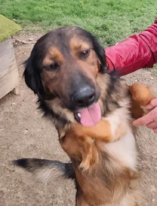 Aron 2anni meraviglioso rimasto solo in box COSENZA Foto 3